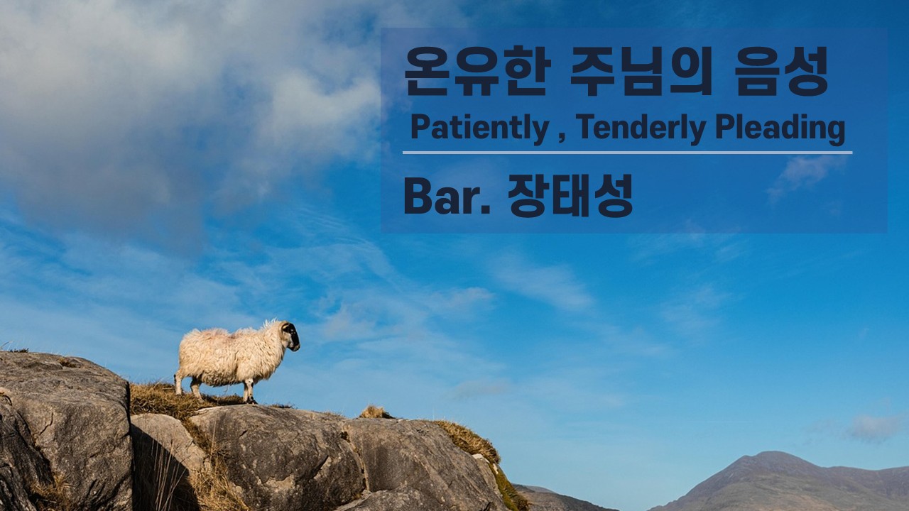 [찬송 Solo]｜온유한 주님의 음성｜Patiently , Tenderly Pleading...